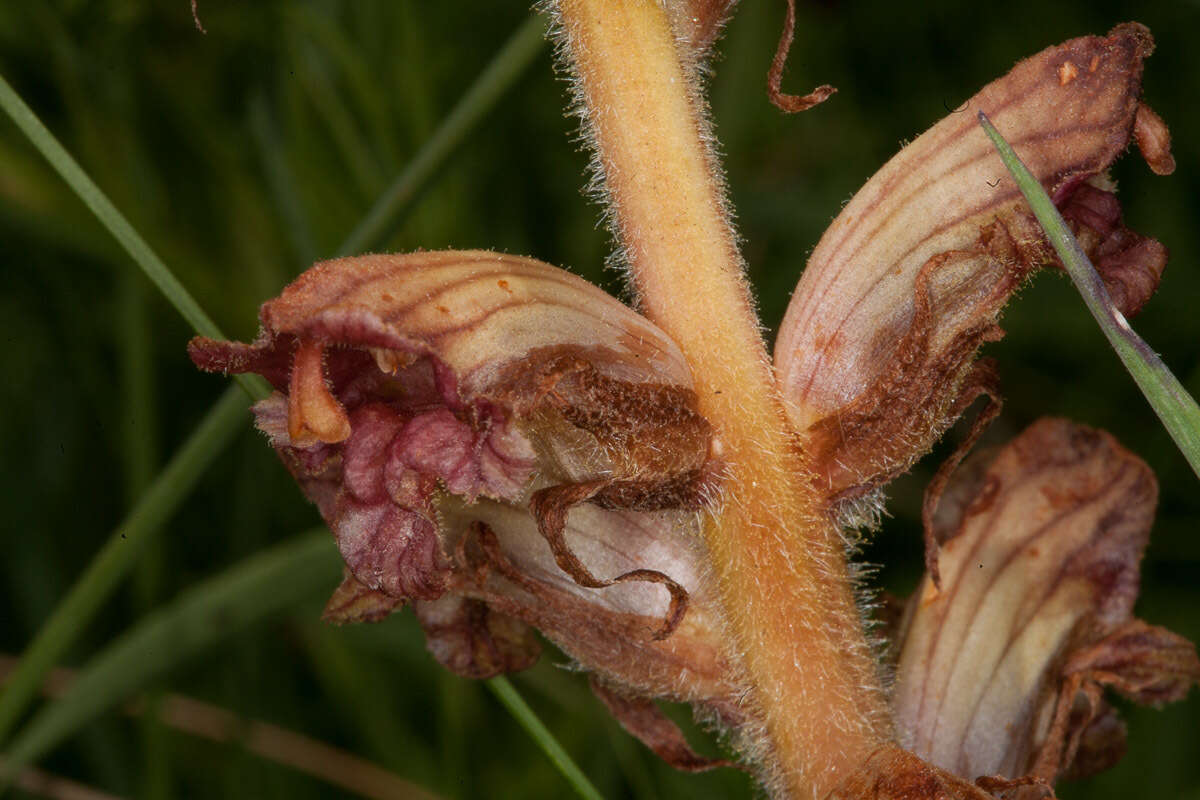 Image of Orobanche gracilis Sm.