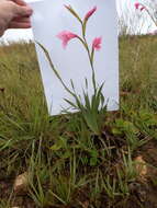 Image of Gladiolus ochroleucus Baker