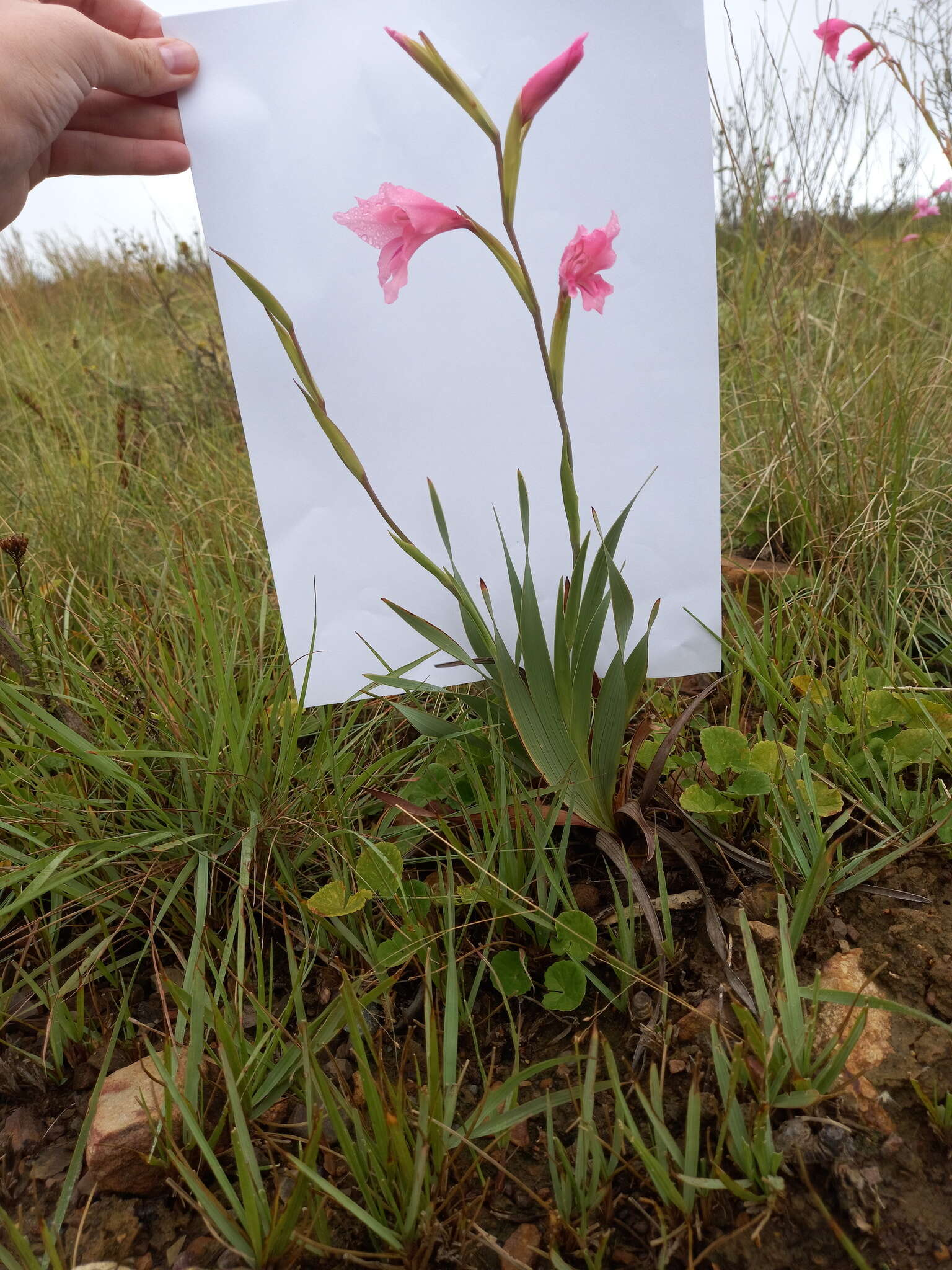 Image of Gladiolus ochroleucus Baker