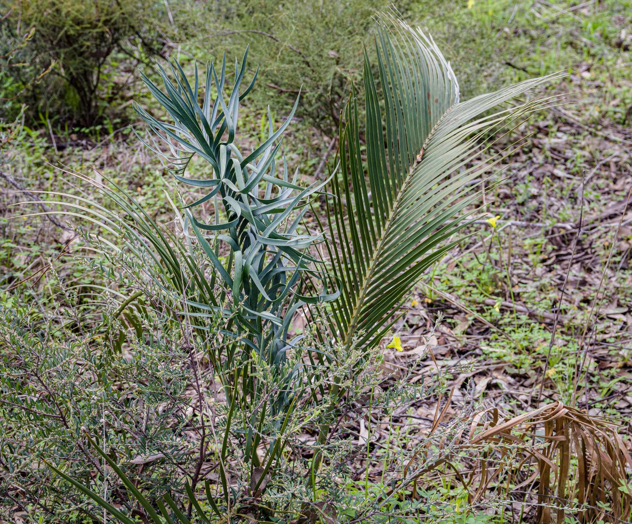 Image of Macrozamia fraseri Miq.