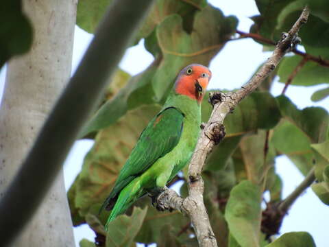 Geoffroyus Bonaparte 1850的圖片