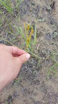 Image of Sand Flat Sedge