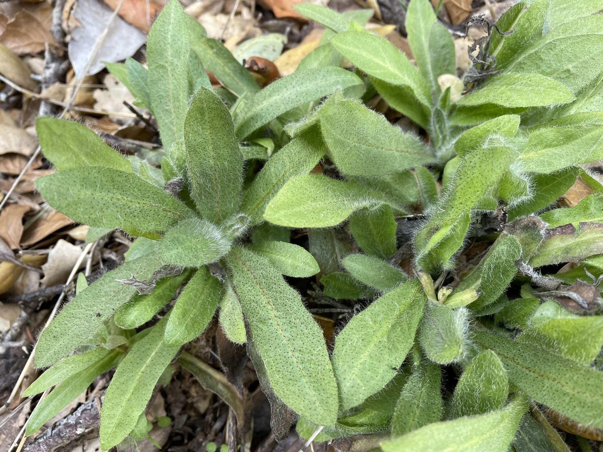 Image of southern hawkweed