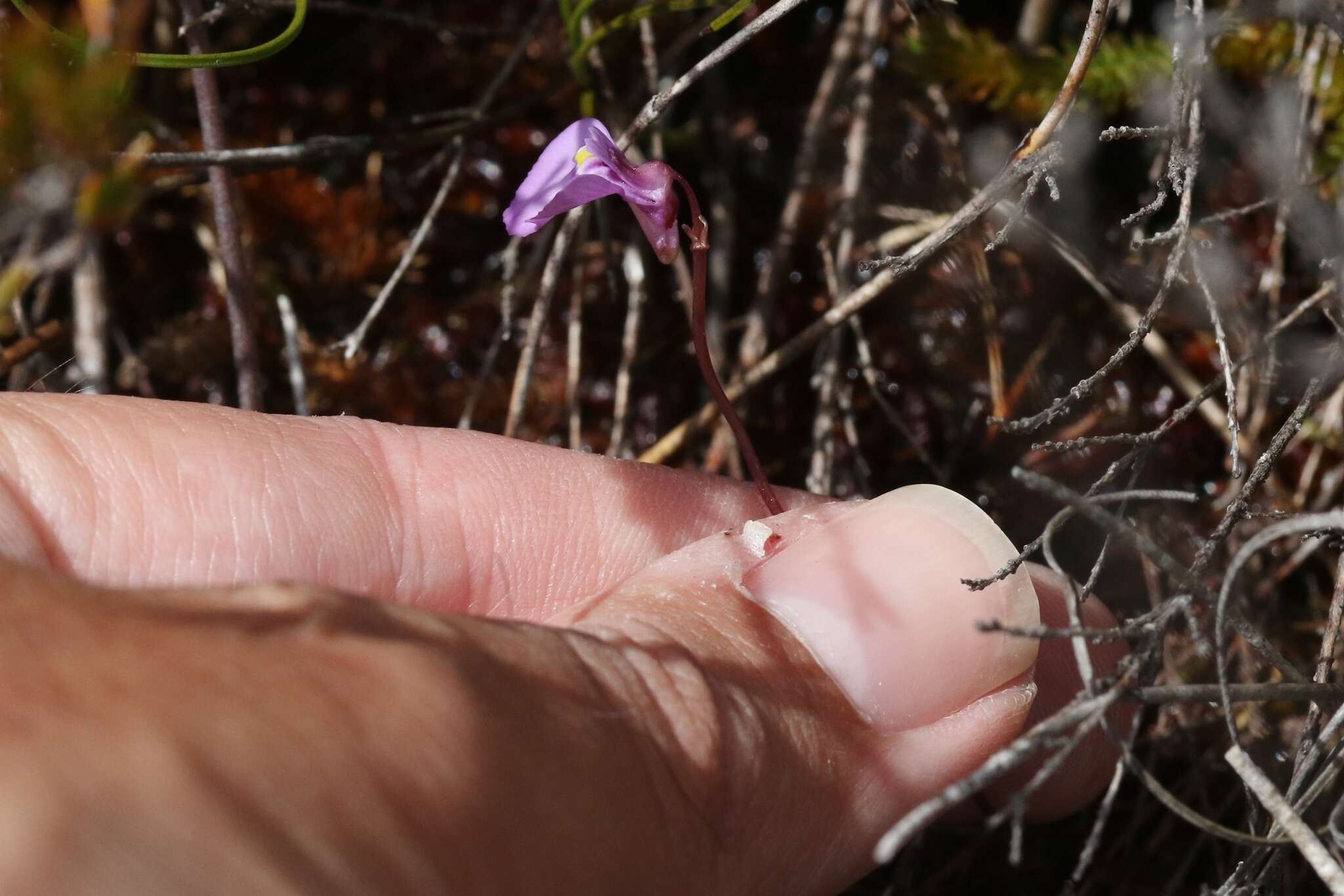 صورة Utricularia uniflora R. Br.