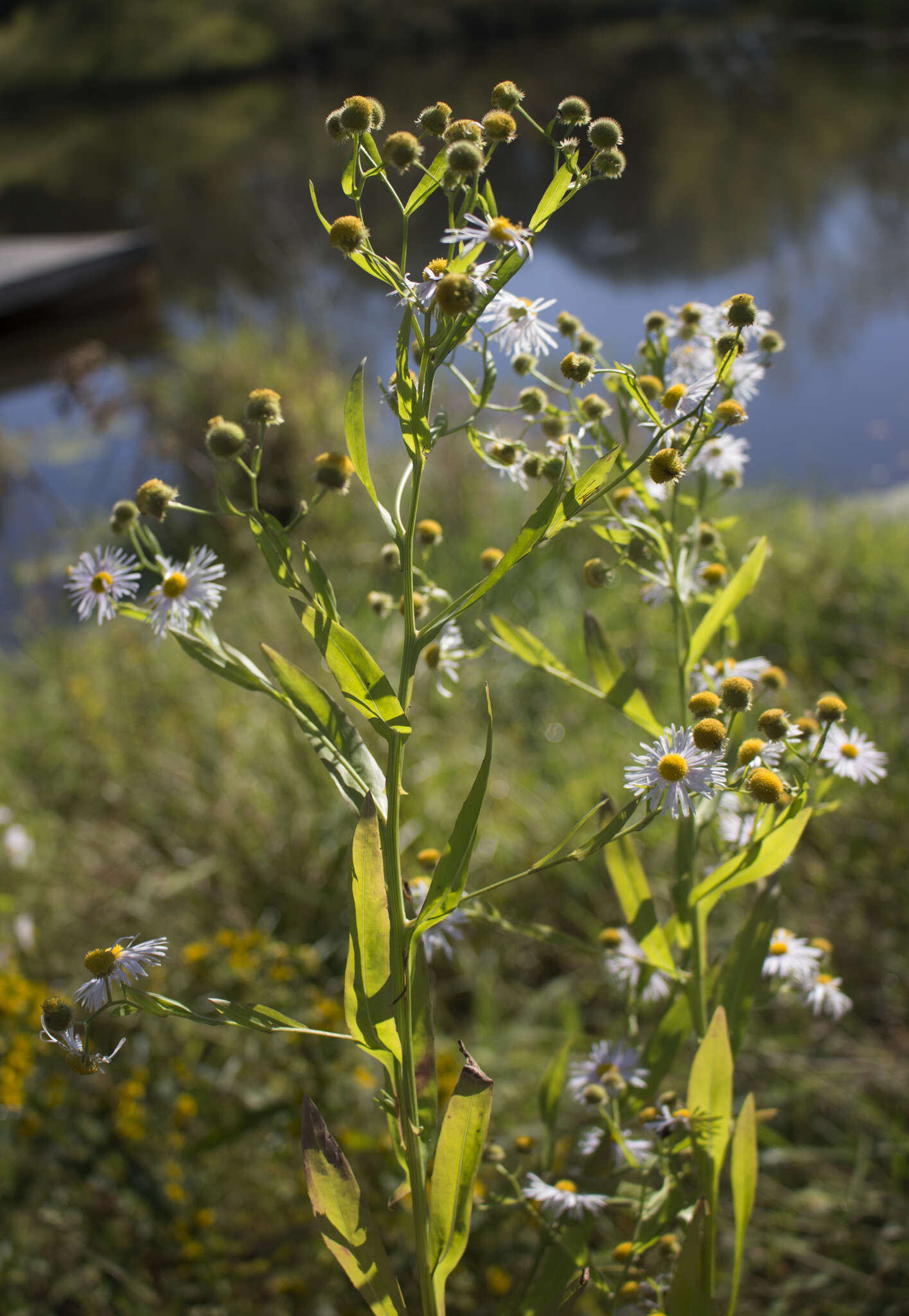 Boltonia decurrens (Torr. & A. Gray) Wood resmi