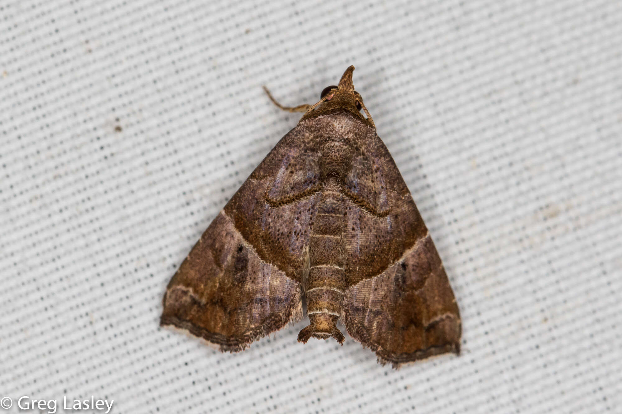 Image of Cecharismena jalapena Schaus 1906