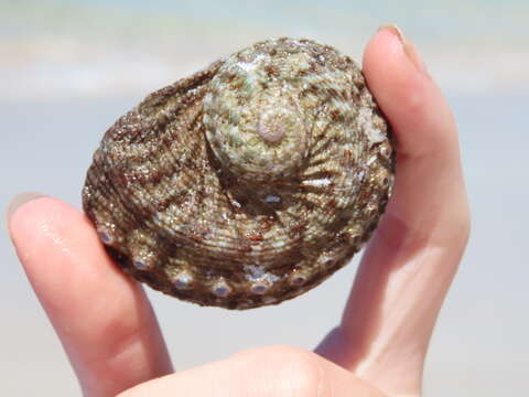 Image of staircase abalone