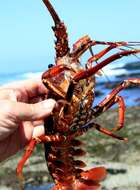 Image of Panulirus homarus rubellus Berry 1974