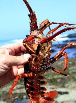 Image of Panulirus homarus rubellus Berry 1974