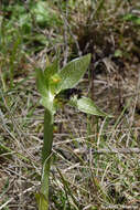 Image of Bipinnula penicillata (Rchb. fil.) Cisternas & Salazar