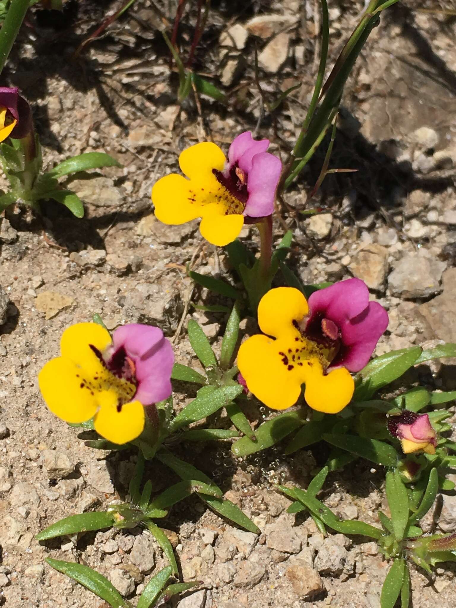 Image of Yellow-Lip Pansy Monkey-Flower