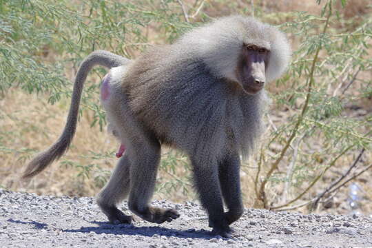 Image of hamadryas baboon