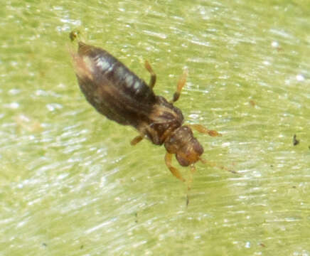 Image of Sugarbeet Thrips