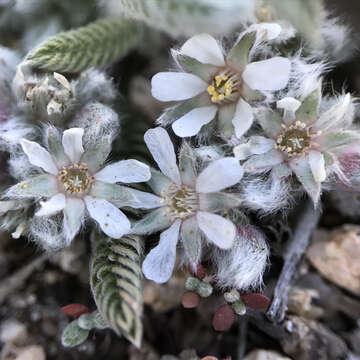 Image of silverhair mousetail