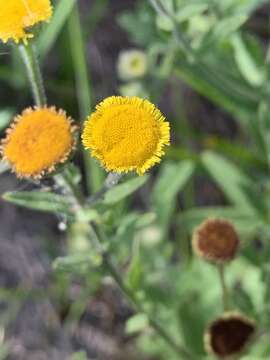 Image of Pulicaria scabra (Thunb.) Druce