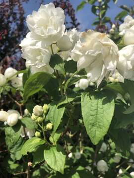 Image of <i>Philadelphus</i> × <i>virginalis</i>