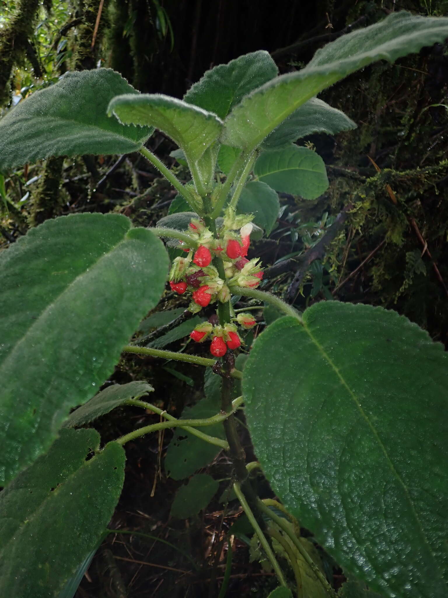 Image of Drymonia teuscheri (Raymond) J. L. Clark