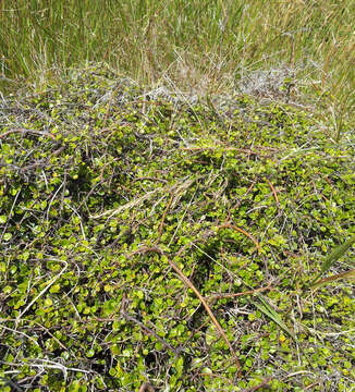 Image of Coprosma neglecta Cheeseman