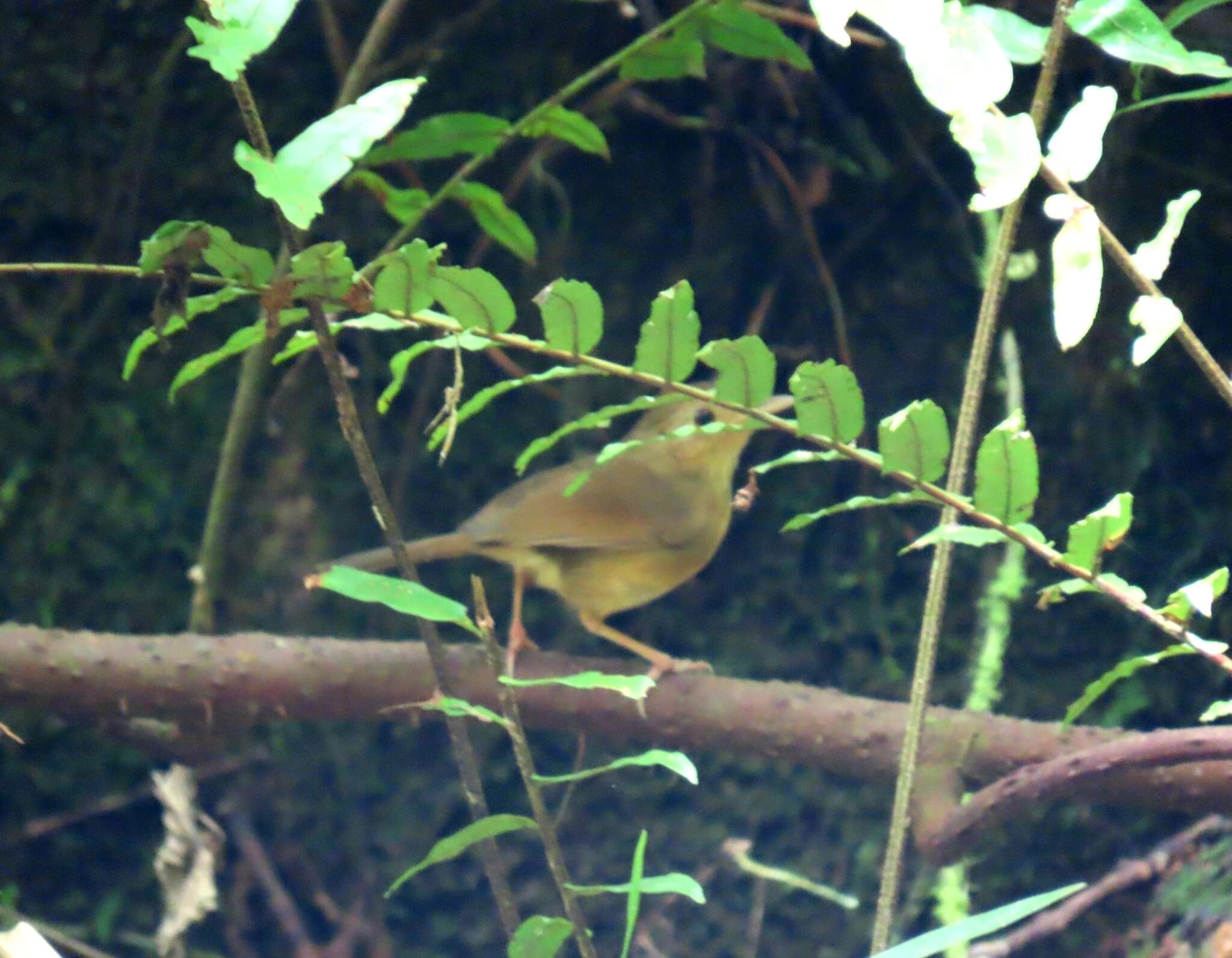 Image of Buff-breasted Babbler