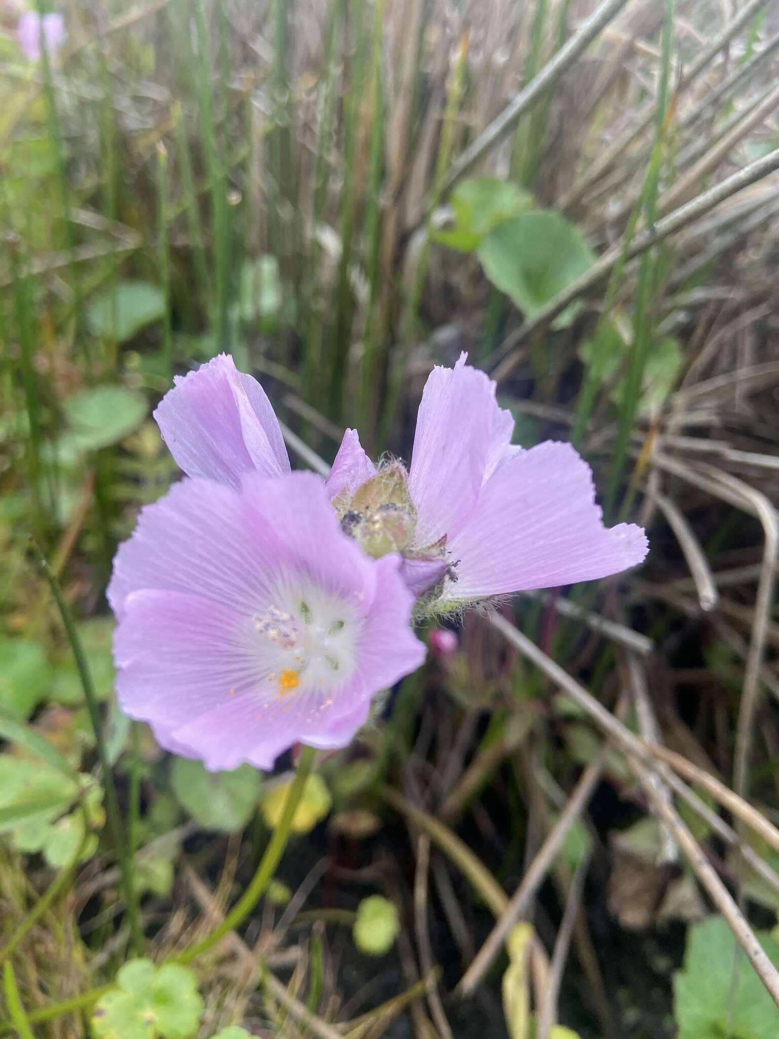 Image de Sidalcea calycosa subsp. rhizomata (Jeps.) S. R. Hill