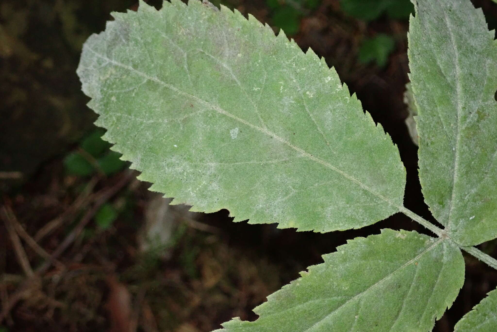 Image of Erysiphe vanbruntiana var. sambuci-racemosae (U. Braun) U. Braun & S. Takam.