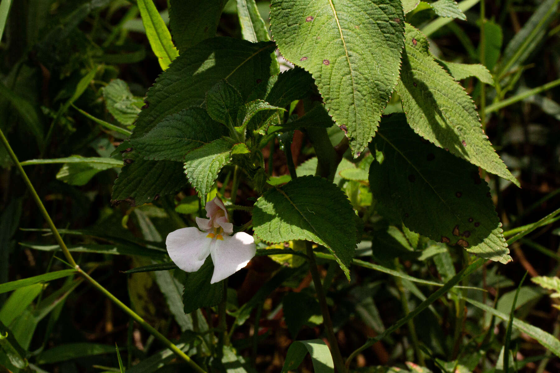 Impatiens burtonii Hook. fil. resmi