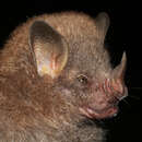 Image of Tree Bat