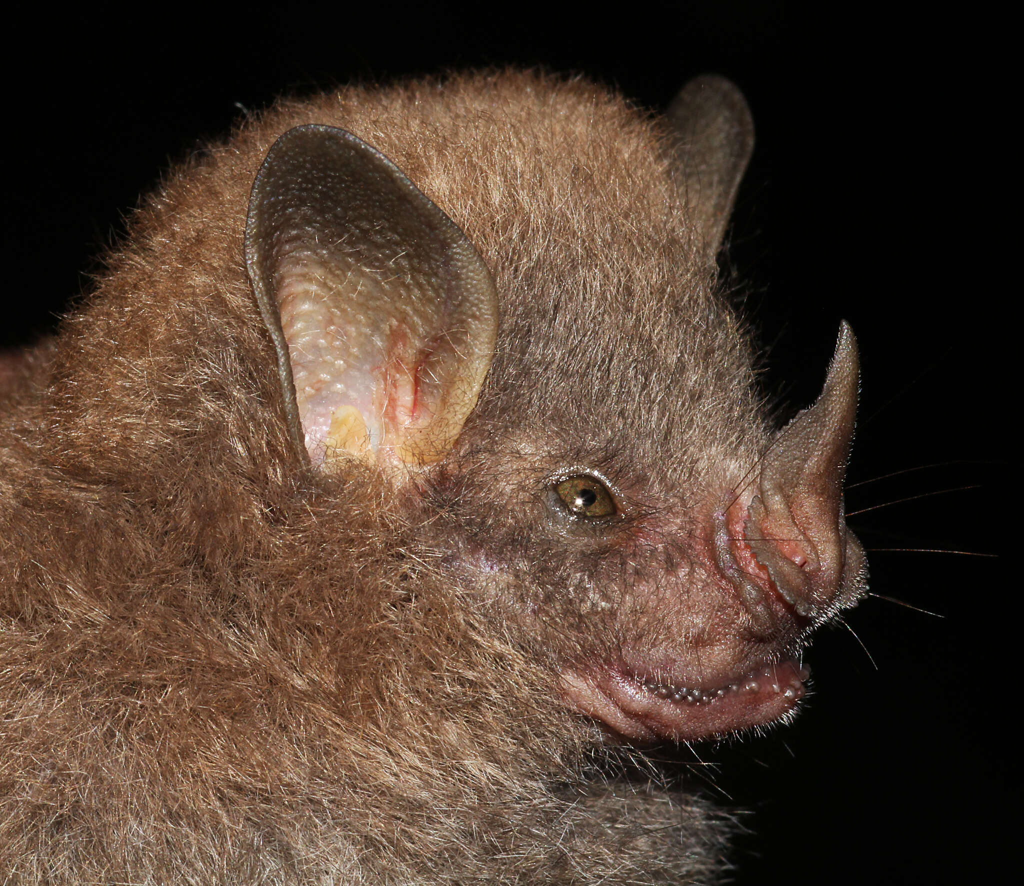 Image of Tree Bat