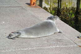 Image of bearded seal