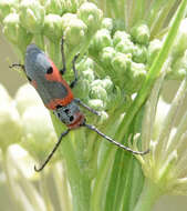 Sivun Tetraopes discoideus Le Conte 1858 kuva