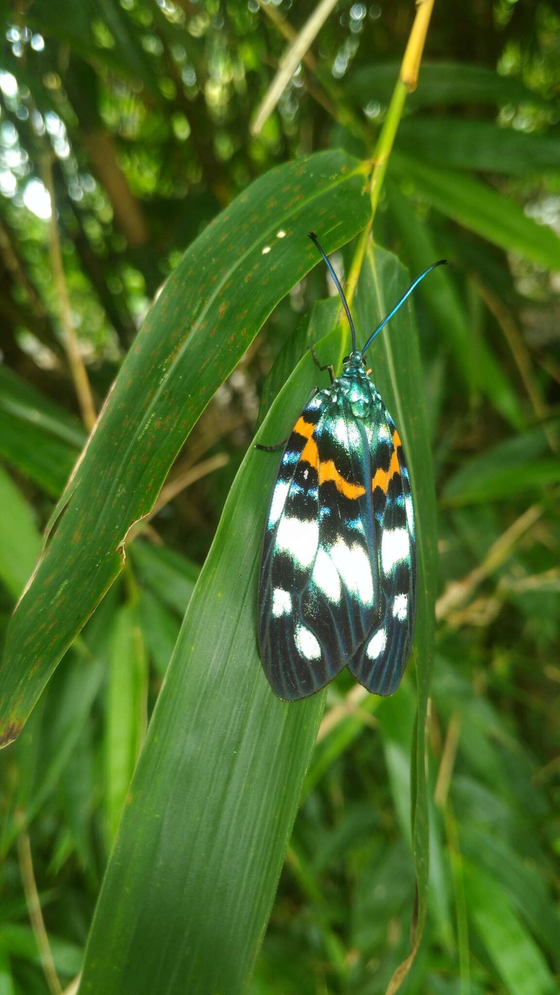 Image of Erasmia pulchella hobsoni Butler 1889