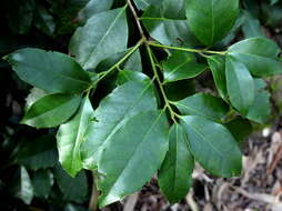 Image de Ilex perado subsp. perado