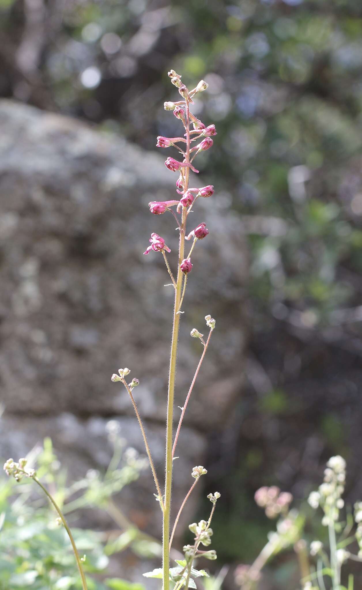 Image of Kern County larkspur