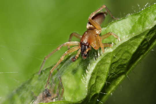 Image of Clubiona lutescens Westring 1851