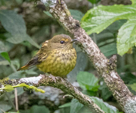 Image de Pogonocichla Cabanis 1847