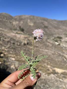 Image of Polyachyrus sphaerocephalus D. Don