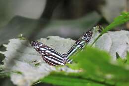 Pseudoneptis bugandensis Stoneham 1935 resmi