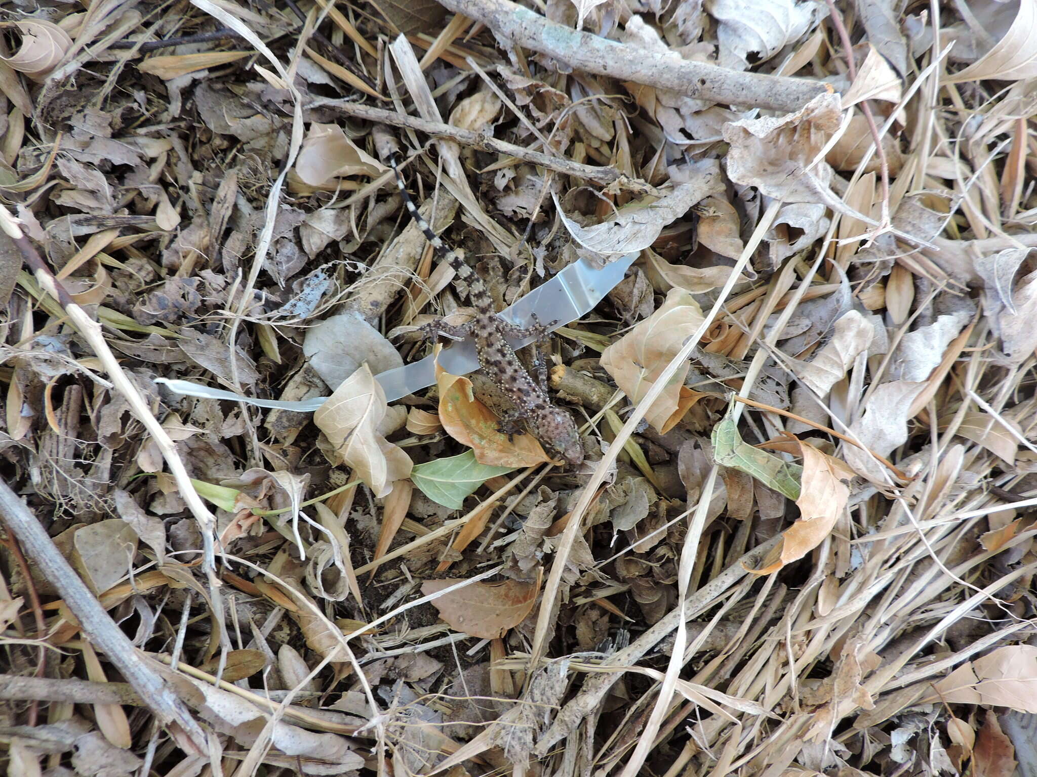 Image of mediterranean house gecko