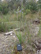 Image of Giant sun orchid