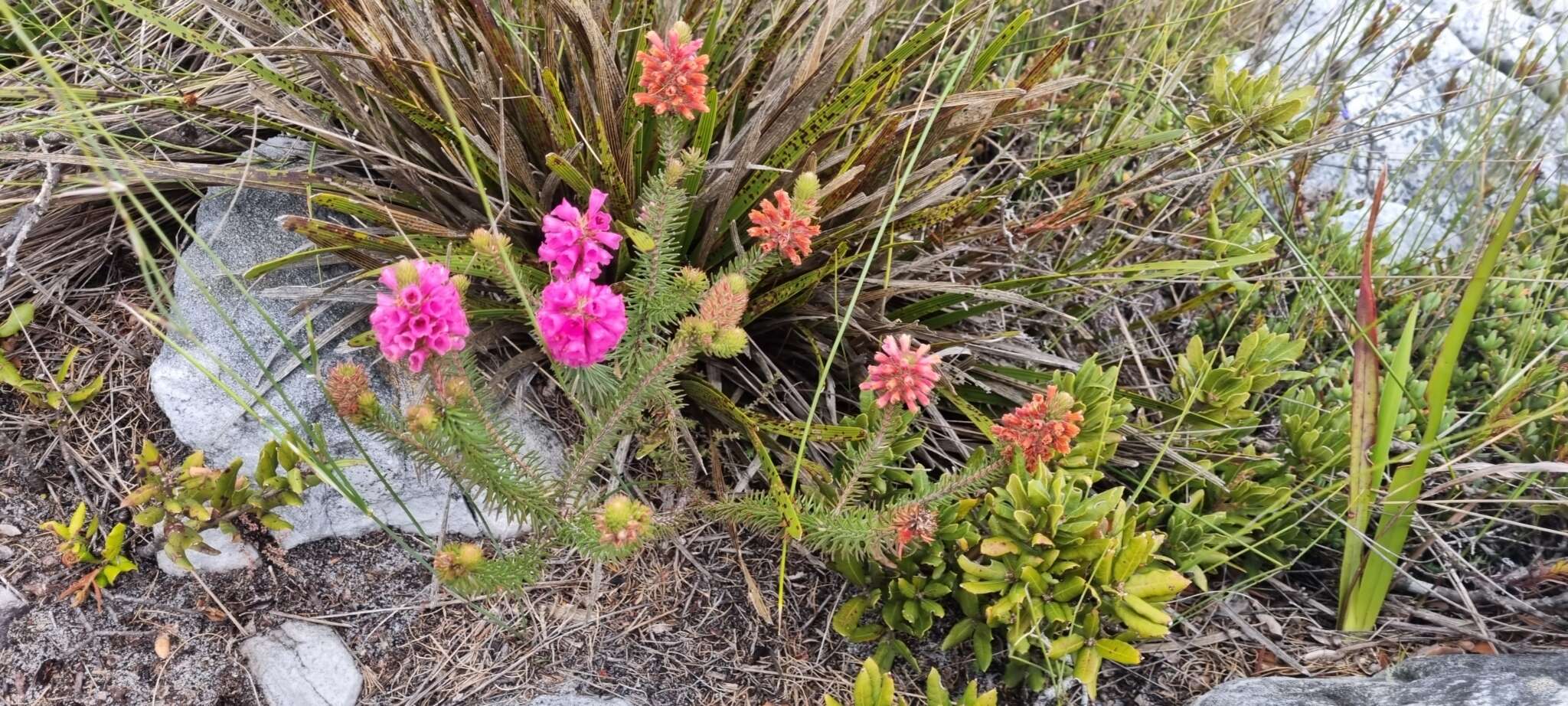 Image of Erica abietina subsp. diabolis E. G. H. Oliv. & I. M. Oliv.