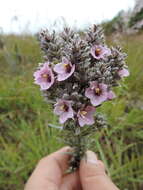 Image of Sopubia lanata var. densiflora (Skan) O. J. Hansen