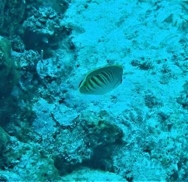 Image of Dot and dash Butterflyfish