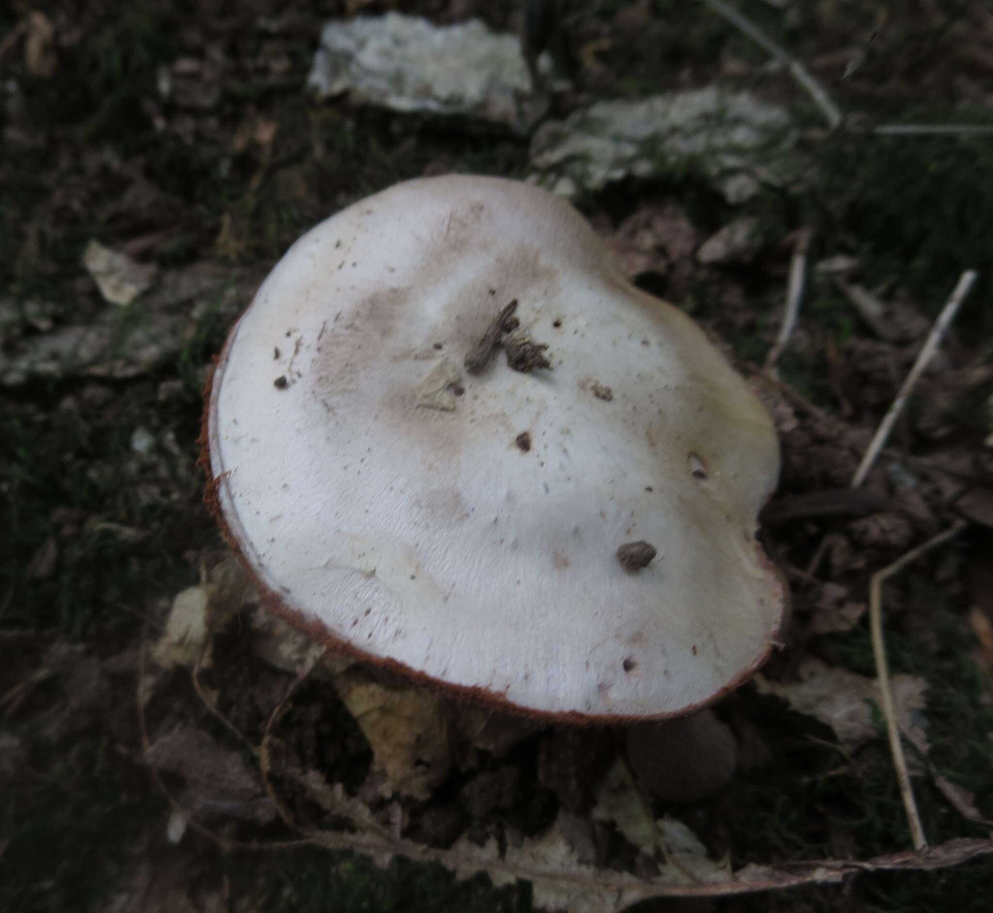 Cortinarius albidus Peck 1891的圖片