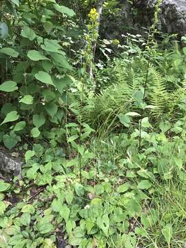 Image of Roan Mountain goldenrod