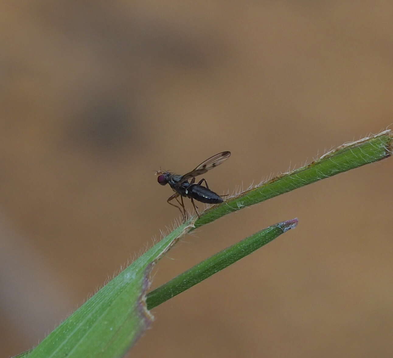 Image de Geomyza tripunctata Fallen 1823