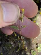 Image of Short-Flower Monkey-Flower