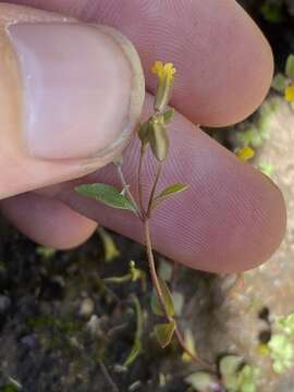 Plancia ëd Erythranthe breviflora (Piper) G. L. Nesom