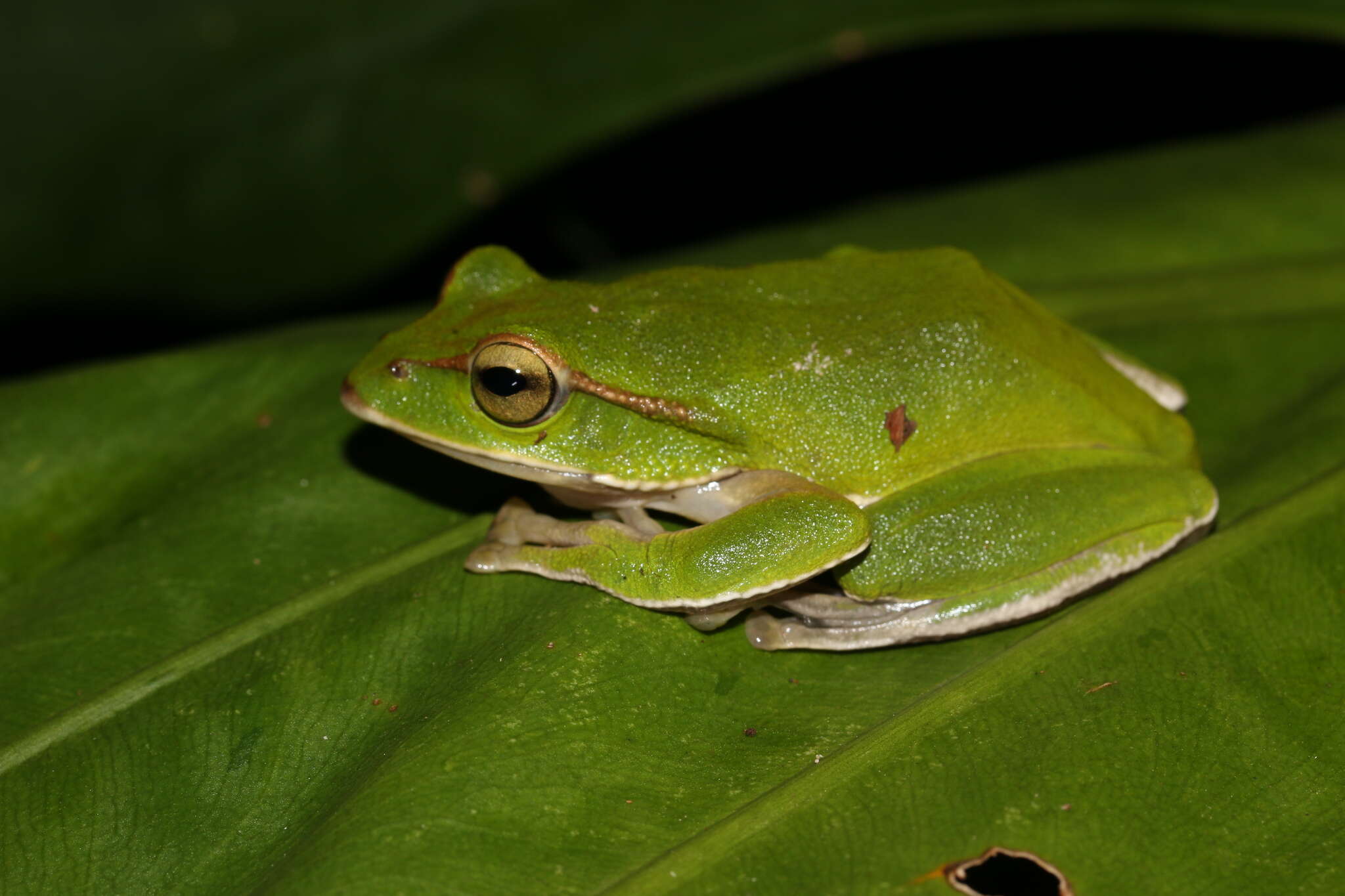 Image of Zhangixalus prasinatus (Mou, Risch & Lue 1983)