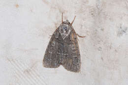 Image of Acronicta tristis Smith 1911