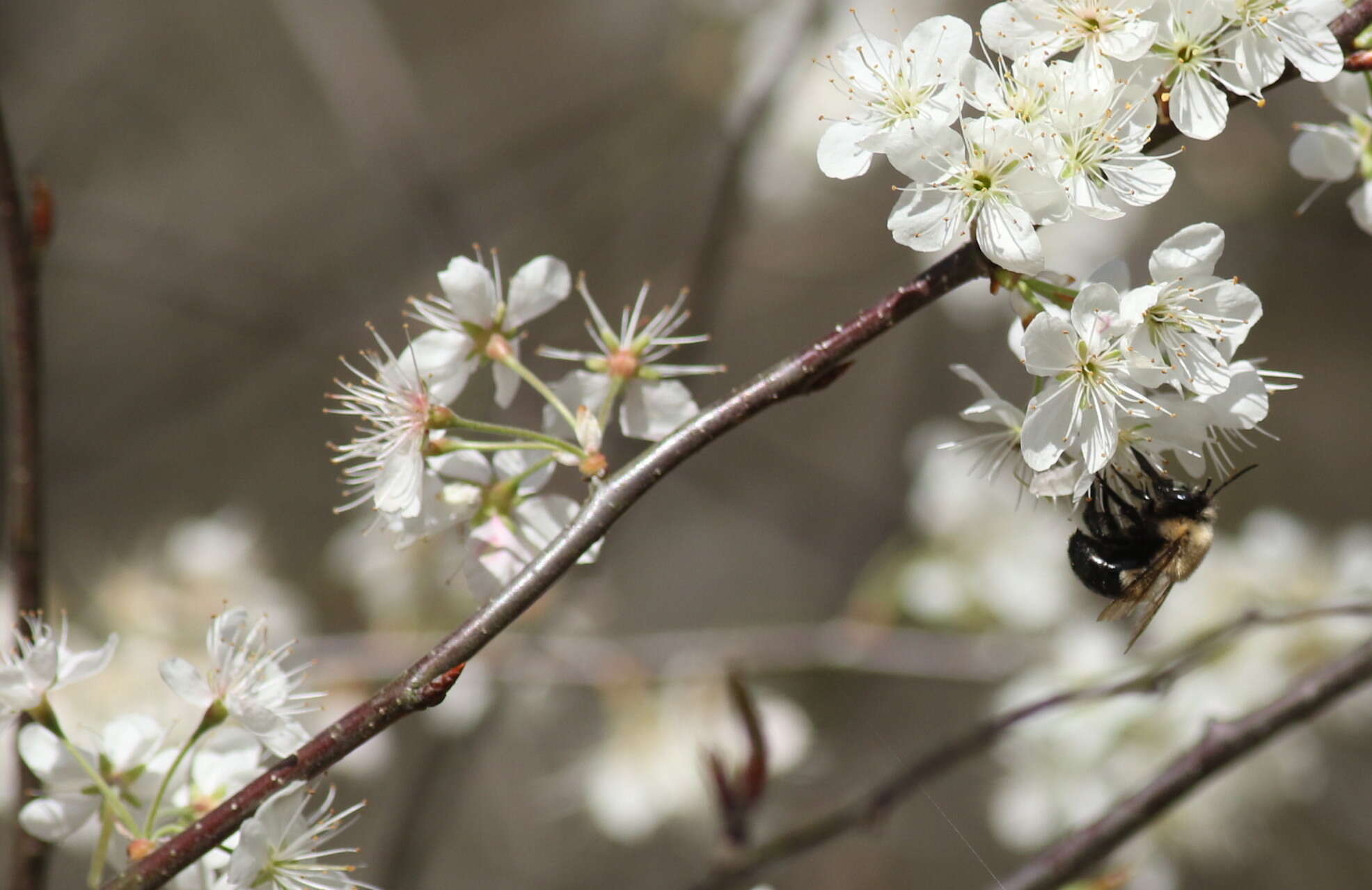 Image of Blueberry Habropoda